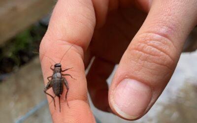 Observation de grillons