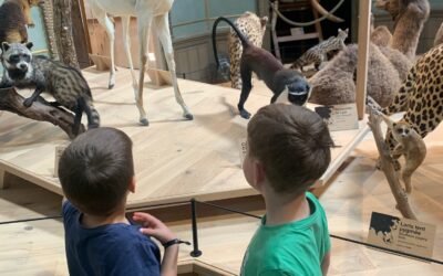 Sortie sur Angers au muséum des Sciences Naturelles